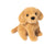 Mini Goldie Golden Retriever