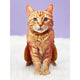 Orange Tabby  Pop-Up Greeting Cards