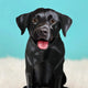 Black Lab  Pop-Up Greeting Cards)