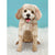 Poodle Pop-Up Greeting Cards