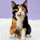 Calico Cat  Pop-Up Greeting Cards