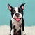 Boston Terrier Pop-Up Greeting Cards