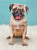 Pug Pop-Up Greeting Cards