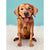 Golden Retriever Pop-Up Greeting Cards
