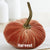 Small Velvet Pumpkin