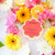 Spongette Daisy Collection