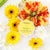 Spongette Daisy Collection