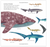 The Shark Book