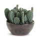 Eastern Prickly Pear Cactus Potted 5"